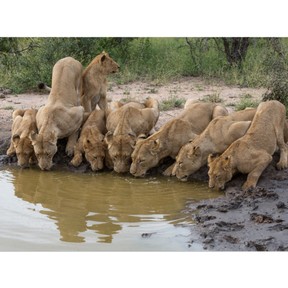Why animals form groups