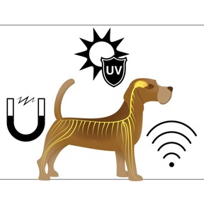 How animals sense and respond to information