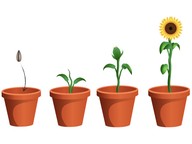 What plants need to live