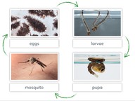 Metamorphosis: Mosquito