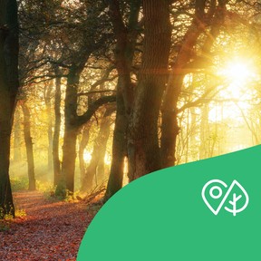 Terra Mission: Thema 8 - Bomen (groep 5/6)