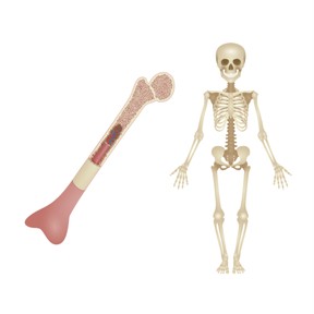 The skeletal system