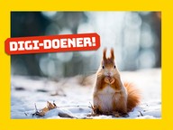 Digi-doener: Nootjes zoeken in de winter