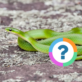 Klassenquiz: Dieren - Classifieren