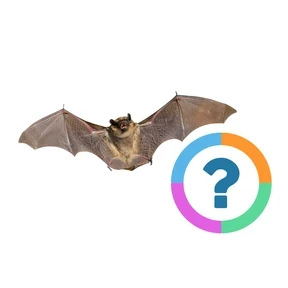 Quiz bijzondere dieren