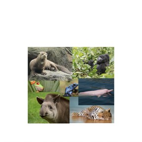Rainforest animals