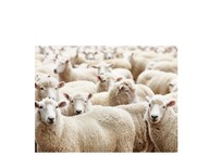 Collective nouns