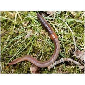 Producers, consumers, and decomposers