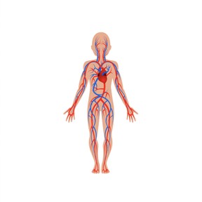 The circulatory system