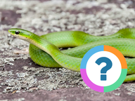 Klassenquiz: Dieren - Classifieren
