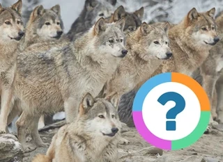 Quiz pour la classe: Animaux- Prédateurs