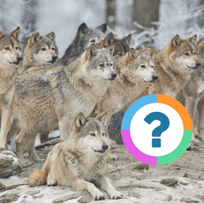 Klassenquiz: Dieren - Roofdieren