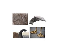 Animal adaptations