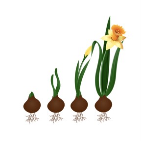 Plant life cycle