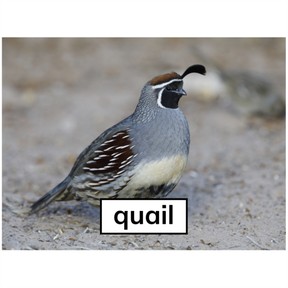 Print the letter Qq