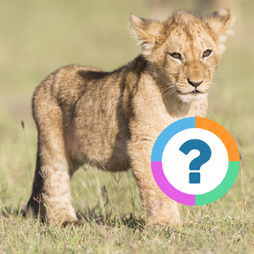 Klassenquiz: Dieren - Dierendag