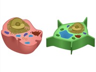Eukaryotic cells