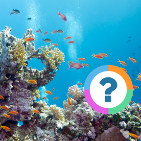Klassenquiz: Dieren - Vissen