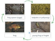 Metamorphosis: Frog