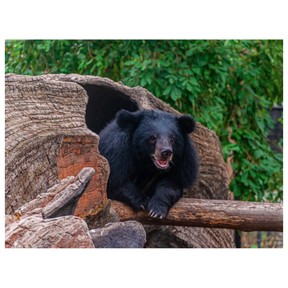 Why do animals hibernate?