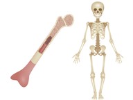 The skeletal system