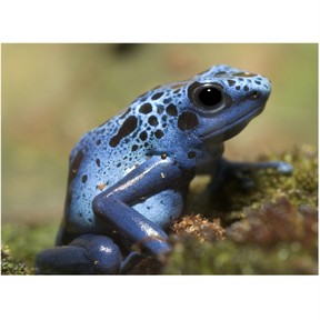 Characteristics of Amphibians