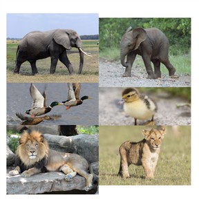 How young animals are alike and unlike their parents