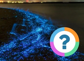 Quiz pour la classe: Faits étranges, mais vrais