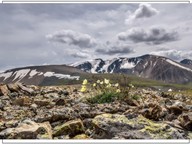 Tundra Plant Adaptations