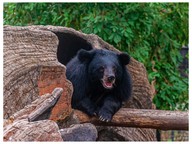 Why do animals hibernate?
