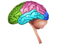 The brain