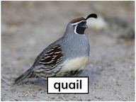 Print the letter Qq