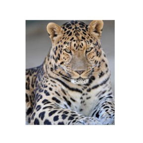 Extinct and endangered animals