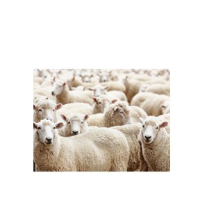 Collective nouns
