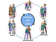 The life cycle and metamorphosis