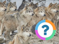 Klassenquiz: Dieren - Roofdieren