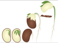 How plant structures help them survive and reproduce