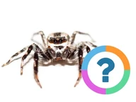 Quiz pour la classe: Animaux- Araignées