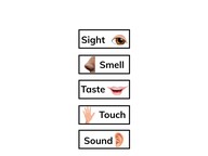 Identify sensory details