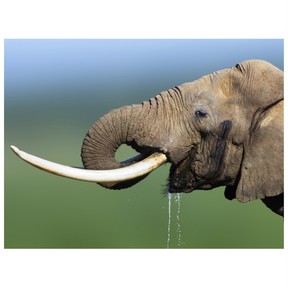 What animals need to live