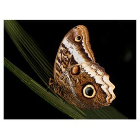 Mimicry in nature