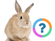 Klassenquiz: Dieren - Huisdieren