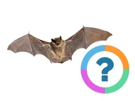 Klassenquiz: Tiere- Einzigartige Tiere