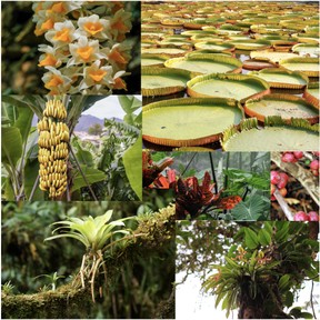 Rainforest plants