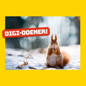 Digi-doener: Nootjes zoeken in de winter