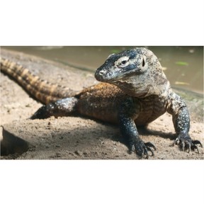 Characteristics of reptiles