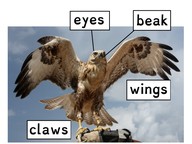 How an animal uses its body parts to get what it needs