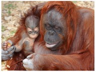 Characteristics of mammals