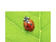 Dolch sight words: look, we, little