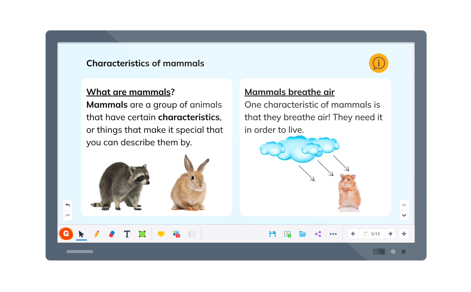 lesson about mammals